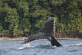 Tail of a Whale Rising Out of the Water Royalty Free Stock Photo