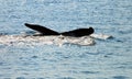 Tail of whale in sea Royalty Free Stock Photo