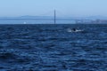Whale tail in San Francisco bay. California United States