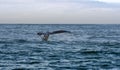 Tail of whale swimming in sea Royalty Free Stock Photo