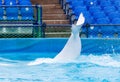 Tail white dolphin in the pool