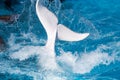 Tail white dolphin in the pool