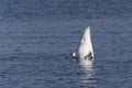 Tail of white swan diving in river Royalty Free Stock Photo