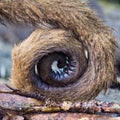 Tail of a woolly monkey