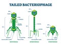 Tailed bacteriophage vector illustration. Labeled virus educational scheme. Royalty Free Stock Photo