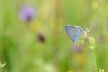 Tailed cupid butterfly (Cupido argiades).