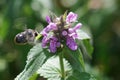 A Tailed Flower Bee, Anthophora furcata flying towards a purple flower Royalty Free Stock Photo