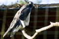 Tailed hawk with stare on the horizon