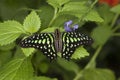 Tailed-Jay Butterfly, graphium agamemnon, Adult standing on Leaf Royalty Free Stock Photo