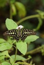 Tailed Jay Butterfly - Graphium agamemnon