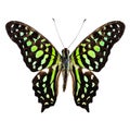 Tailed Jay Butterfly, green spotted butterfly, purely isolated on white background