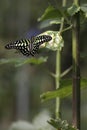 Tailed jay butterfly on the leaf Royalty Free Stock Photo
