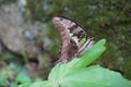 Tailed Jay Butterfly sitting on a plant leaf.