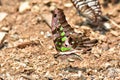 The Tailed Jay butterfly is sucking food from wet ground Royalty Free Stock Photo