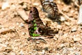 The Tailed Jay butterfly is sucking food from wet ground Royalty Free Stock Photo