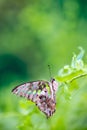 Tailed Jay - Graphium agamemnon