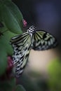 Tailed Jay Graphium agamemnon Butterfly