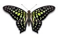 Tailed Jay Graphium agamemnon butterfly