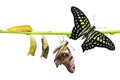 Tailed Jay Graphium agamemnon butterfly life cycle