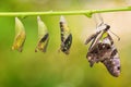 Tailed Jay Graphium agamemnon butterfly and pupa transformation