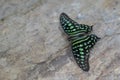 Tailed Jay Graphium agamemnon on stone