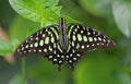 Tailed Jay Royalty Free Stock Photo