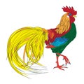 Tailed rooster