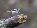 Tailed tit eating perched on a tree branch in the rain Royalty Free Stock Photo