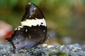 Tailed Yellow Owl butterfly