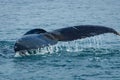 The tailfin of a humpback whale Royalty Free Stock Photo