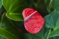 Tailflower Royalty Free Stock Photo