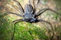 Tailless whip scorpion, Phrynus whitei, on a forest floor