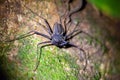 Tailless whip scorpion, Phrynus whitei, on a forest floor