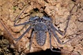 Tailless whip scorpion on a rock. Strange spider, amblypygid
