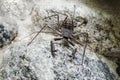Tailless whip scorpion on the rock