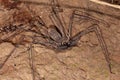Tailless whip-scorpion