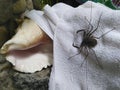 Tailless whip scorpion on a white towel in outdoor shower in tropics