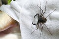 Tailless whip scorpion on a white towel in outdoor shower in trop