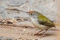 Tailor Bird sitting on ground Royalty Free Stock Photo