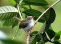 Tailor Bird Orthotomus sutorius Royalty Free Stock Photo