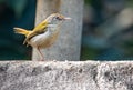 Tailor Bird Portrait while sitting on wall Royalty Free Stock Photo