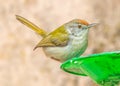 Tailor Bird sitting on a green tray Royalty Free Stock Photo