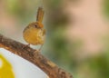 A Tailor Bird sitting on tree Royalty Free Stock Photo
