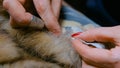 Tailor repairing fur coat