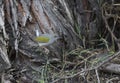 Tailorbird busy feeding in woods seen at Lake Naivasha, Kenya