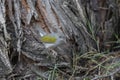 Tailorbird busy feeding in woods seen at Lake Naivasha, Kenya