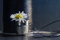 tailoring still life with thimble and white daisy