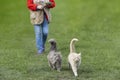 Two beautiful cats are walking to the lunch place. Royalty Free Stock Photo