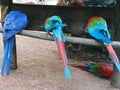 Tails of colourful parrots