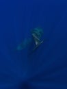 Tails of sperm whales in deep blue ocean Royalty Free Stock Photo